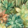 Succulent Range 250115