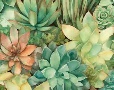 Succulent Range 250115