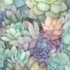 Succulent Range 250117