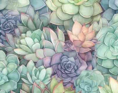 Succulent Range 250117