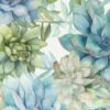 Succulent Range 250119