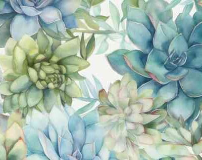 Succulent Range 250119